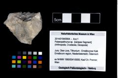 Foto (Objekt + Etikett) von Palaeopalinurus sp.  (NHMW-GEO-2014-0194-0954)